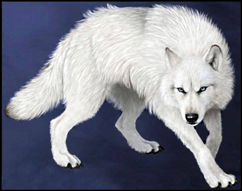 White Wolf in Motion