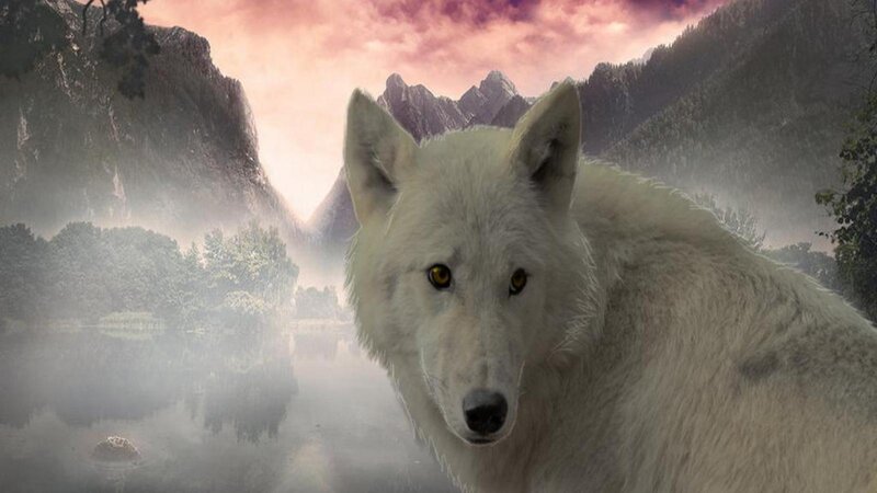 White Wolf in Mountains — Dramatic, Sunset