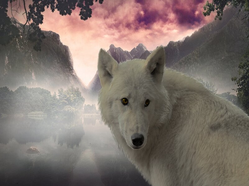 White Wolf in Mountains — Dramatic