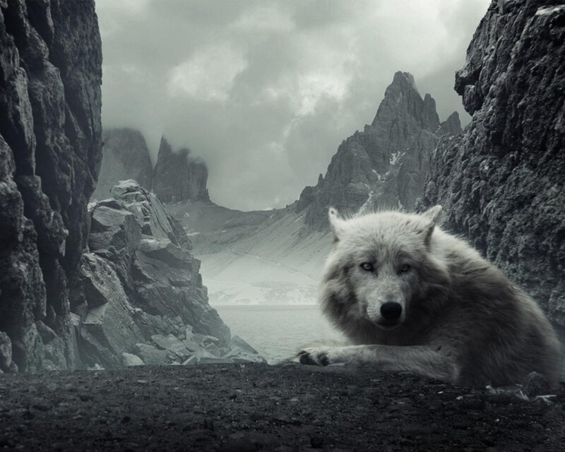 White Wolf in Mountains — Gray