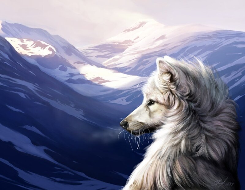 White Wolf in Mountains