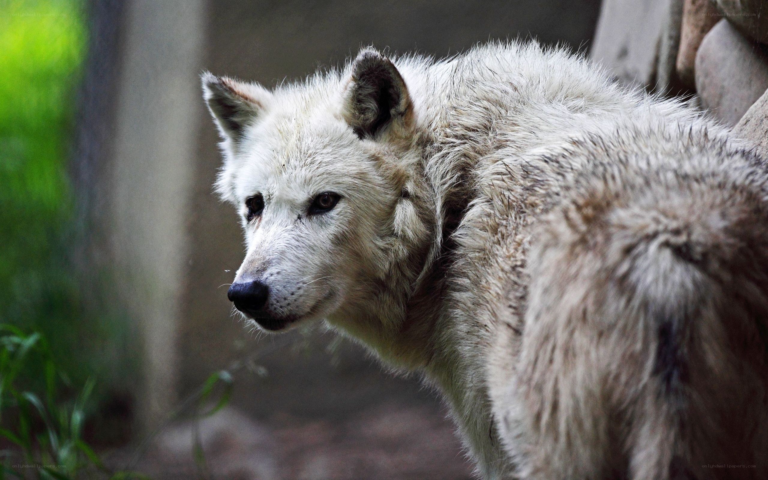 white wolf in natural setting