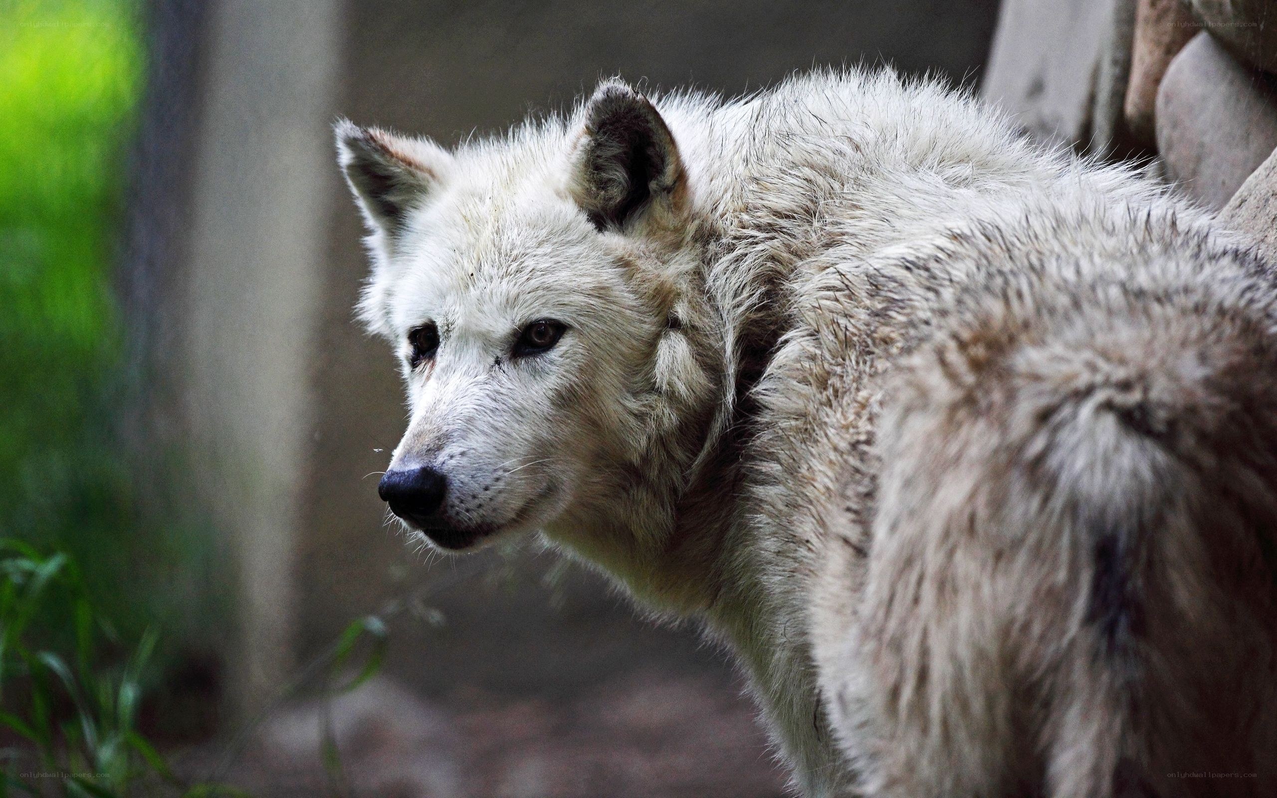 white wolf in natural setting