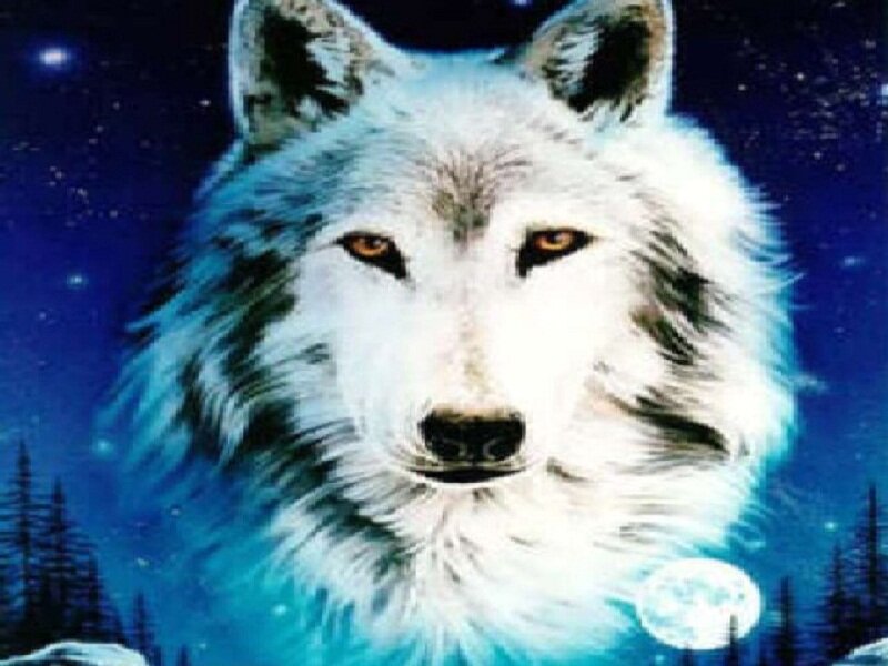 White Wolf in Night — Blue