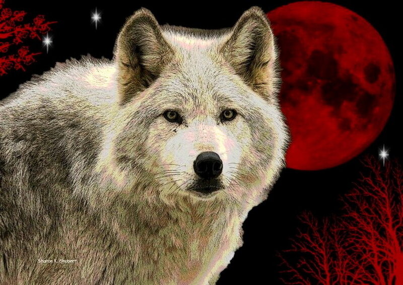 White Wolf in Night