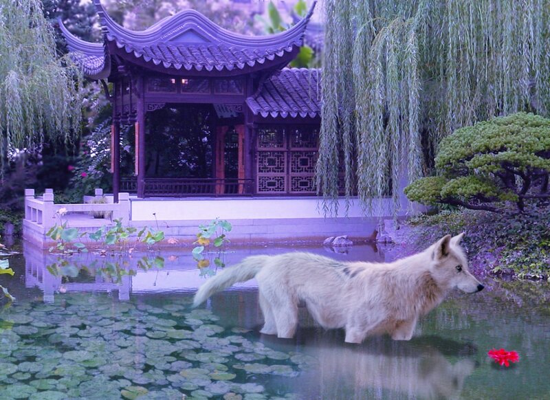 White Wolf in Pond