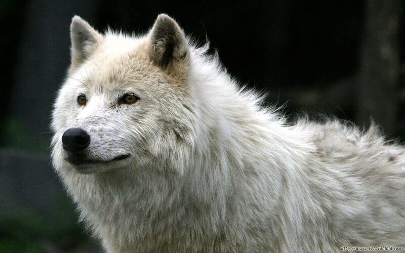 white wolf in profile