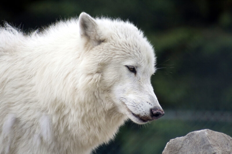 white wolf in profile