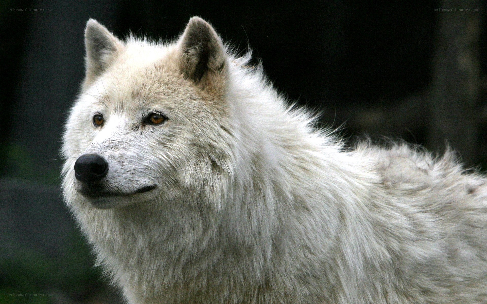 white wolf in profile