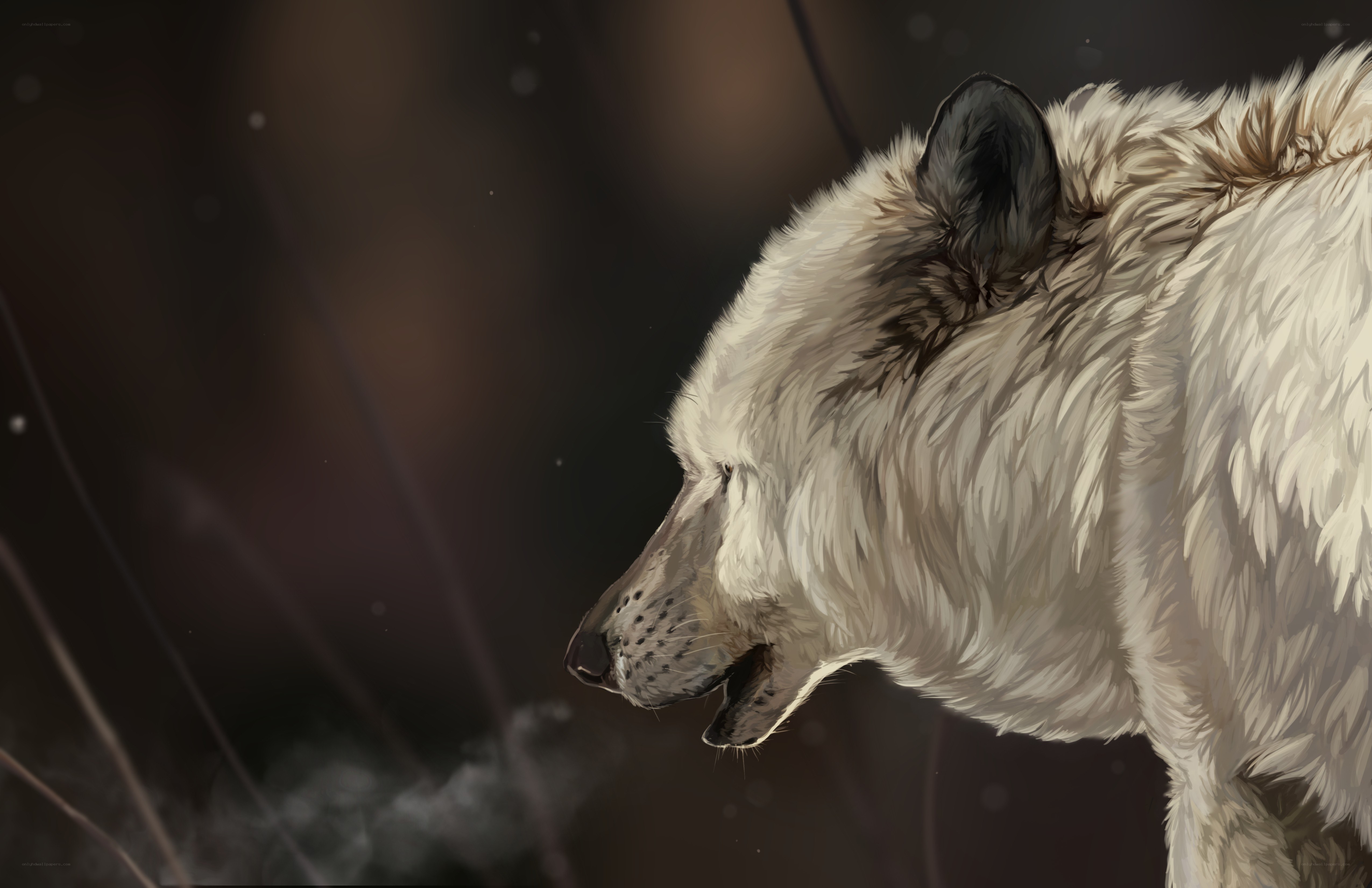 white wolf in profile