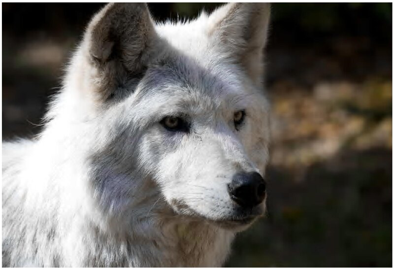 White Wolf in Profile — Alert, Afternoon
