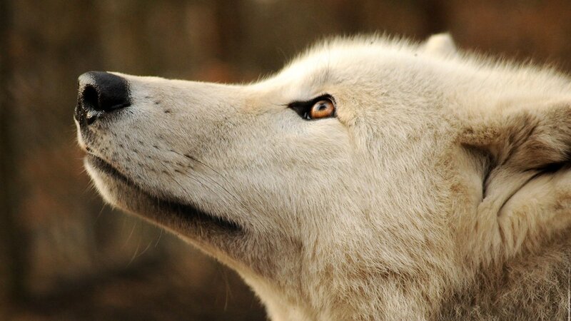 White Wolf in Profile — Alert, Photograph, Brown Background
