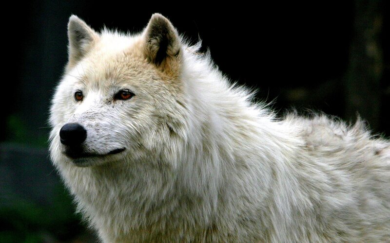 White Wolf in Profile — Alert, Photograph, Forest