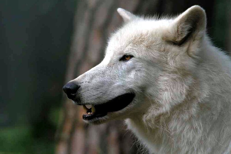 White Wolf in Profile — Alert, Photograph, Forest, Trees