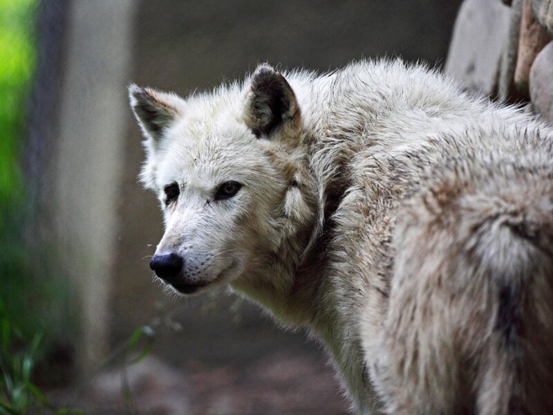 White Wolf in Profile — Alert, Photograph, Green Grass