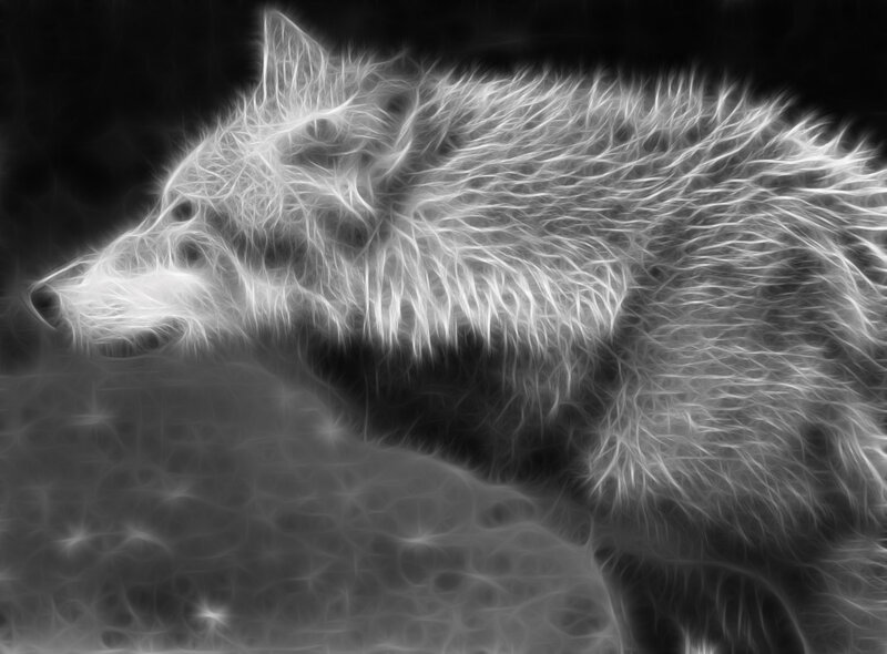 White Wolf in Profile — Black, Dramatic