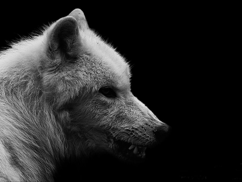 White Wolf in Profile — Black