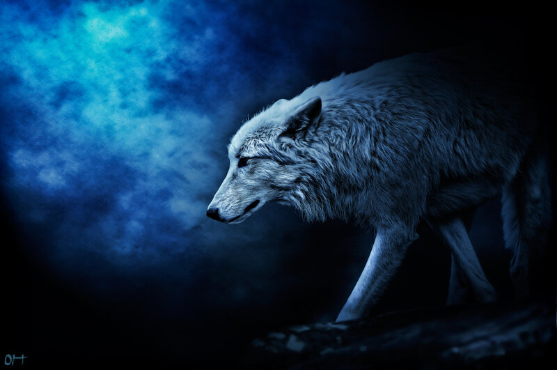 White Wolf in Profile — Blue, Dramatic