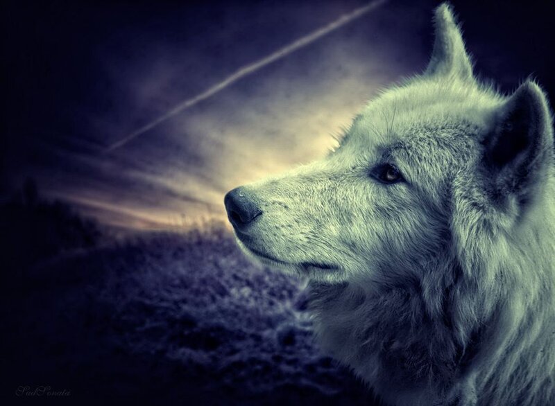 White Wolf in Profile — Blue