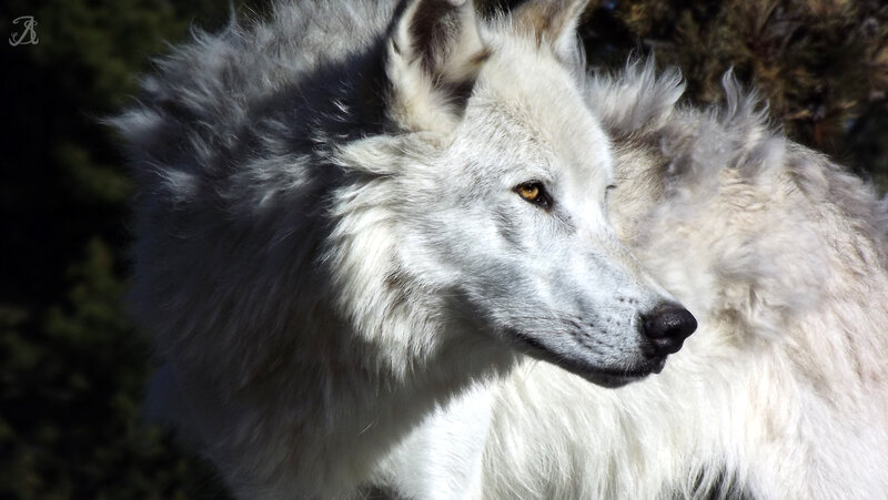 White Wolf in Profile — Calm, Afternoon, Photograph, Forest