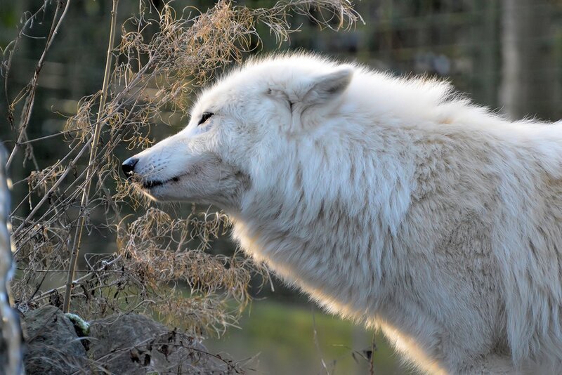 White Wolf in Profile — Calm, Afternoon, Photograph