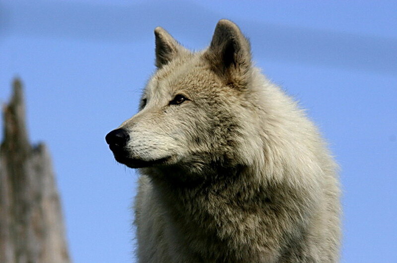 White Wolf in Profile — Calm, Afternoon