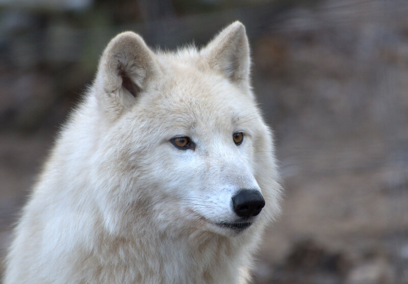 White Wolf in Profile — Calm, Photograph, Ears