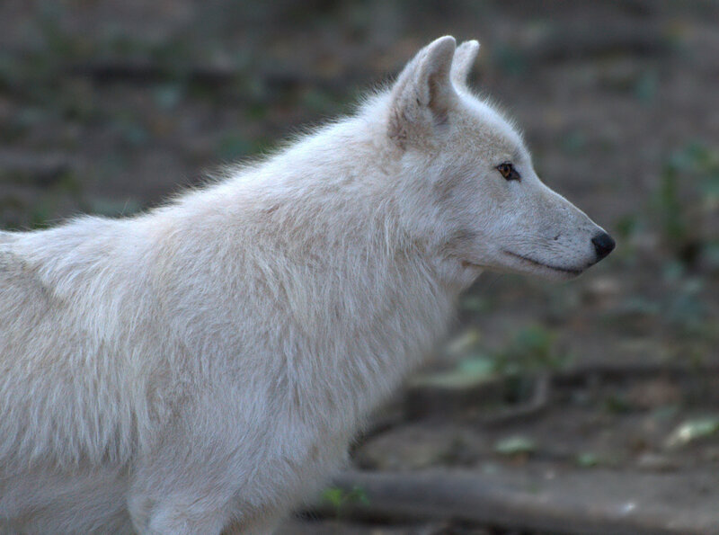 White Wolf in Profile — Calm, Photograph, Forest Floor