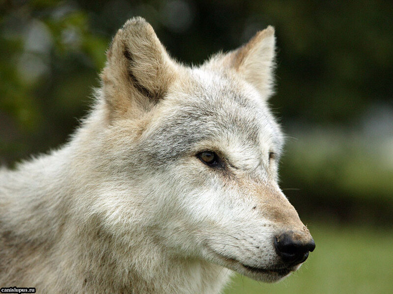 White Wolf in Profile — Calm, Photograph, Forest