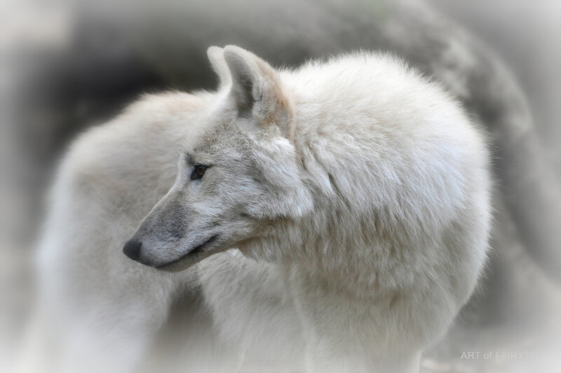 White Wolf in Profile — Calm, Photograph, Profile View