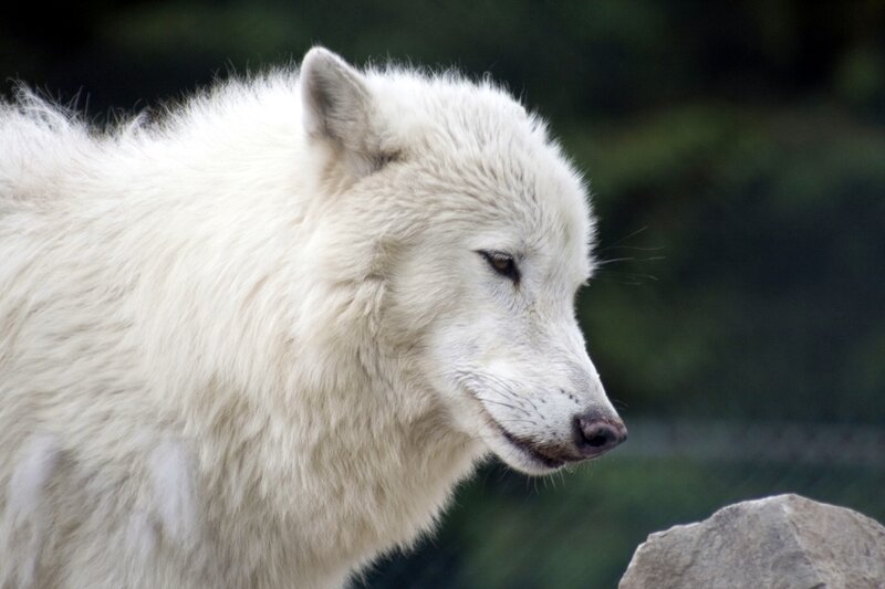 White Wolf in Profile — Calm, Photograph, Rock