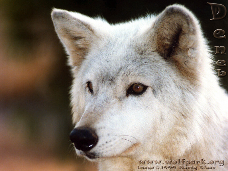 White Wolf in Profile — Calm, Photograph