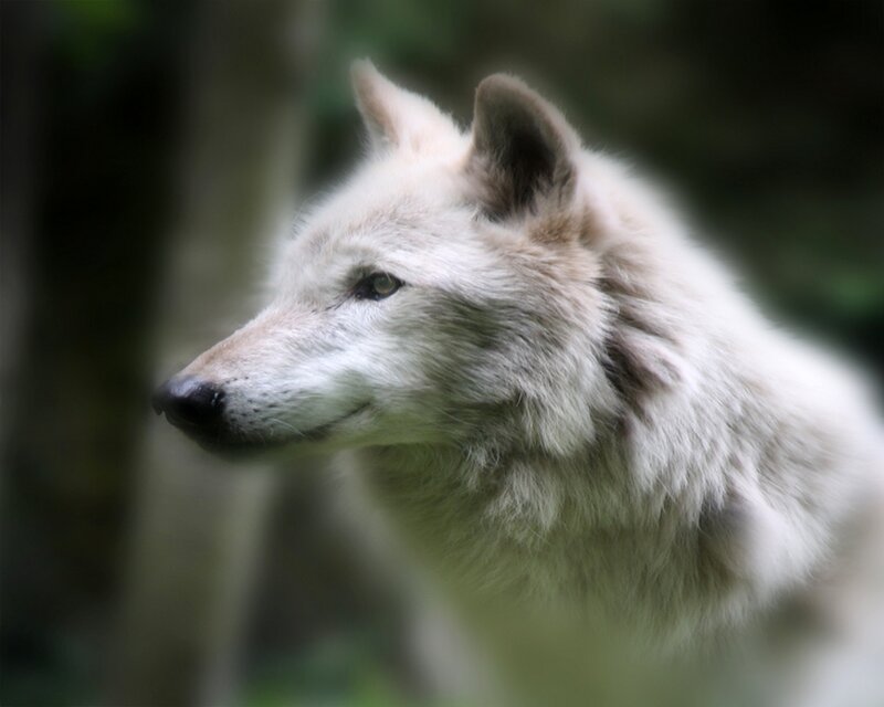 White Wolf in Profile — Calm