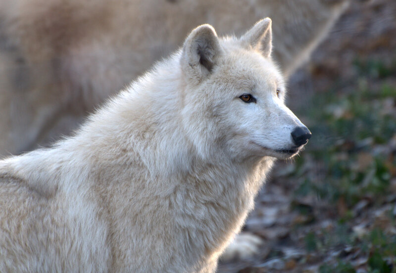 White Wolf in Profile — Calm, Winter