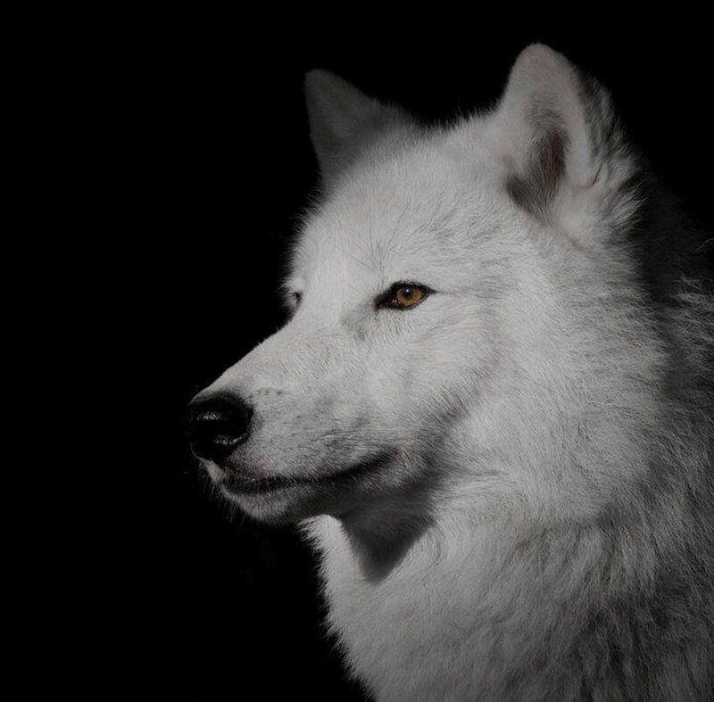 White Wolf in Profile — Dramatic, Photograph