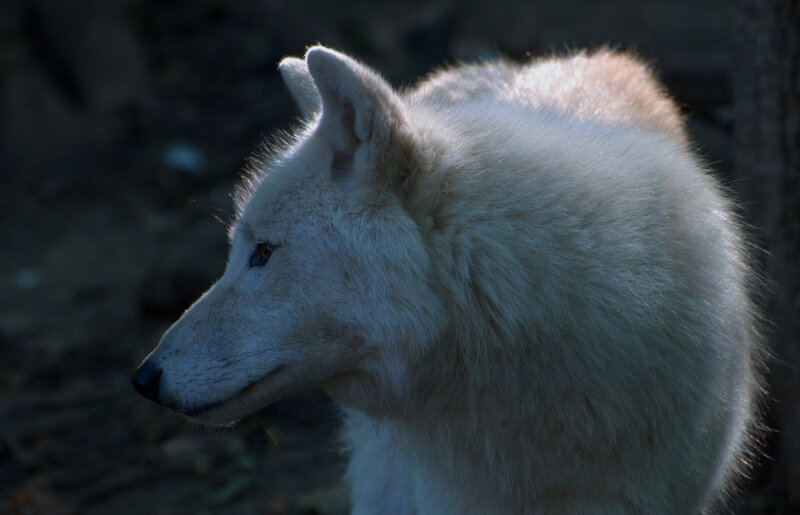 White Wolf in Profile — Dramatic, Sunset