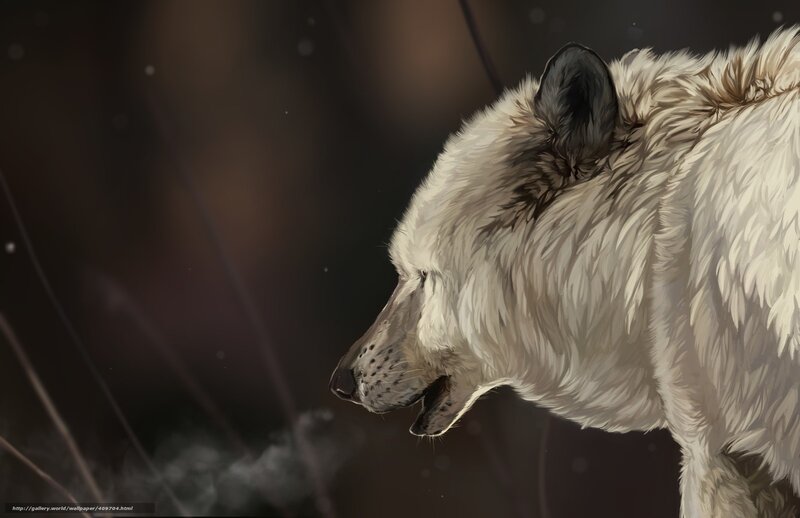 White Wolf in Profile — Dramatic, Winter