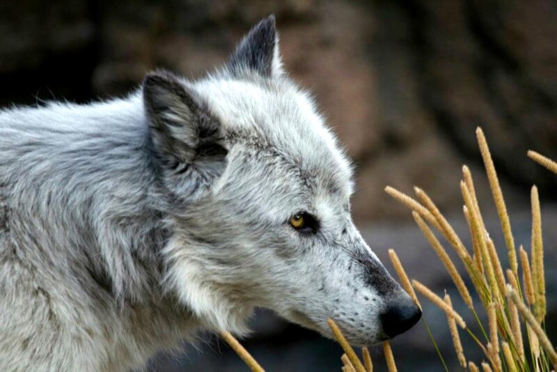 White Wolf in Profile — Gray