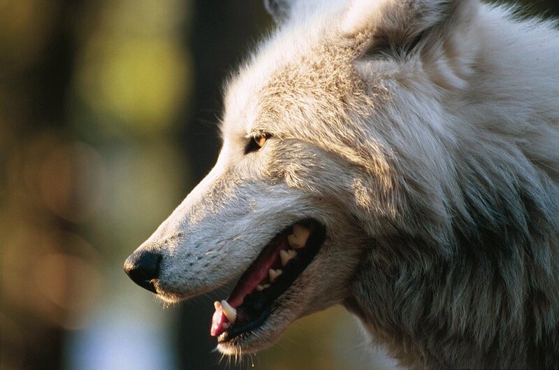 White Wolf in Profile — Natural, Afternoon
