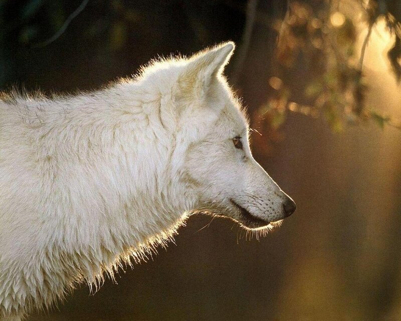 White Wolf in Profile — Serene, Sunset