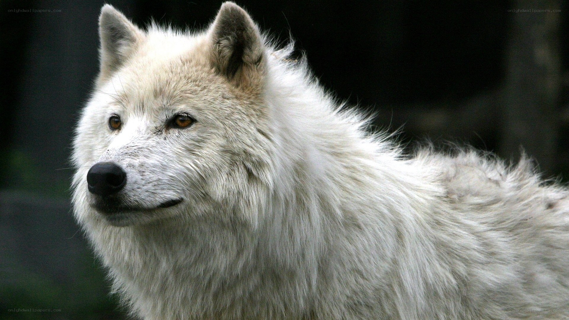 white wolf in profile