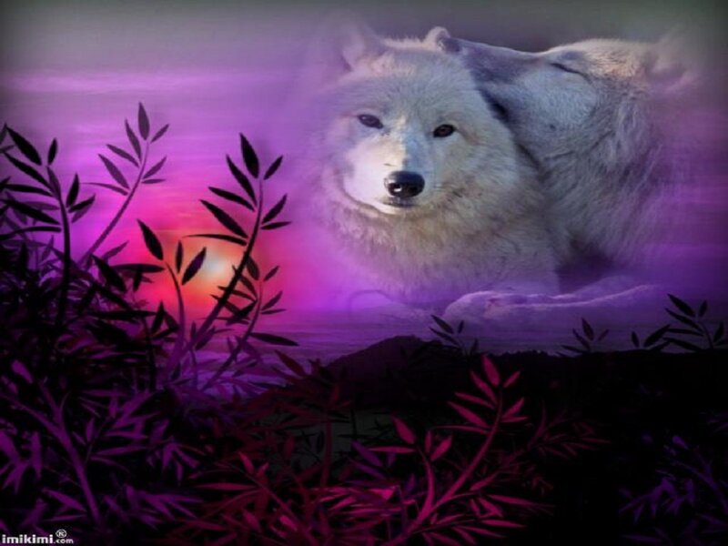 White Wolf in Purple Light