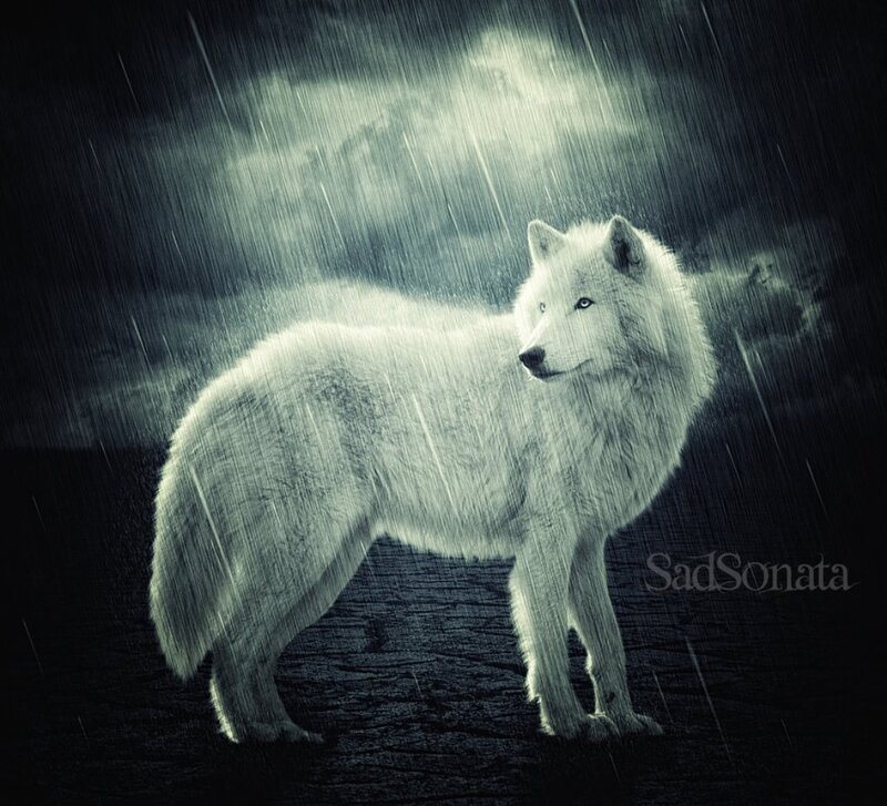 White Wolf in Rain — Black