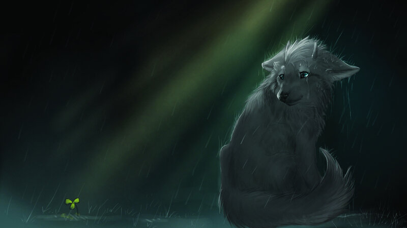 White Wolf in Rain