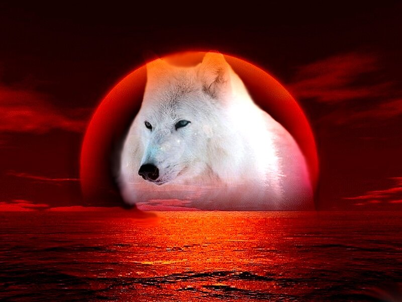 White Wolf in Red Moon