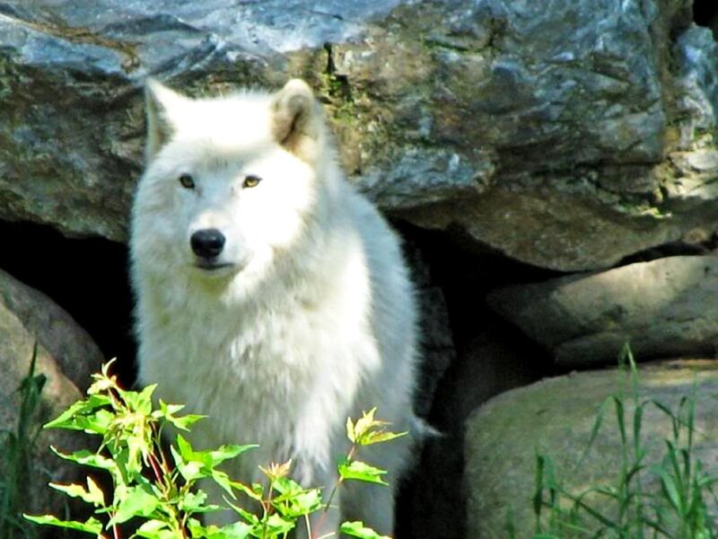 White Wolf in Rocks — Calm