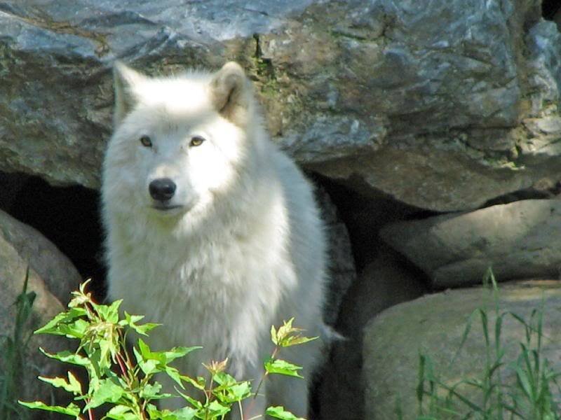 White Wolf in Rocks