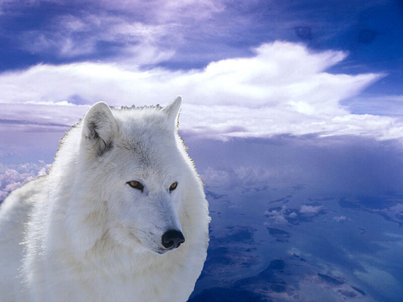 White Wolf in Sky