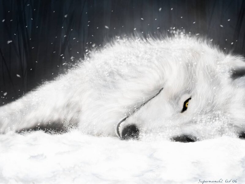 white wolf in snow