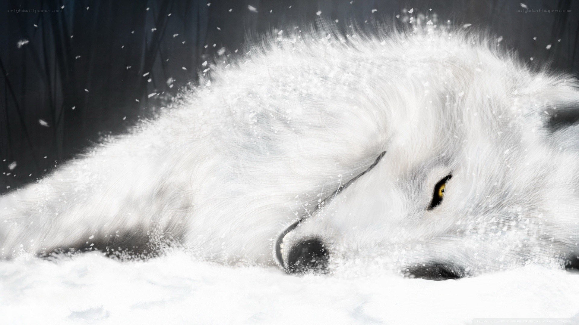 white wolf in snow